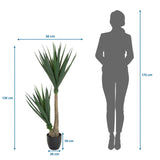 Dibujo dimensional de la Planta artificial YUCCA con una altura de 135 cm y anchura de 50 cm de hjh OFFICE
