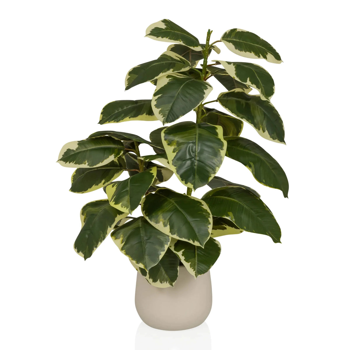 Planta artificial Ficus 3 en verde y blanco con una maceta exterior beige de hjh OFFICE