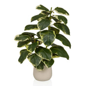 Planta artificial Ficus 3 en verde y blanco con una maceta exterior beige de hjh OFFICE