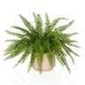 Planta artificial verde Proliferum con hojas similares a los helechos en una maceta beige claro de hjh OFFICE