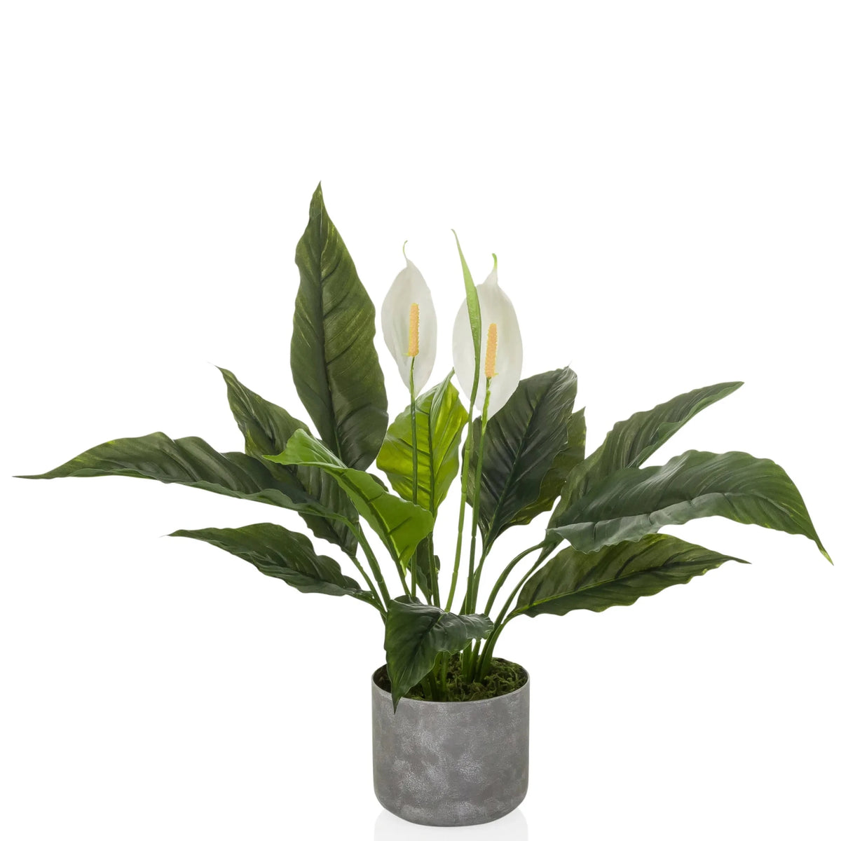 Planta artificial Spathiphyllum 1 con hojas verdes, dos flores blancas y maceta gris de hjh OFFICE